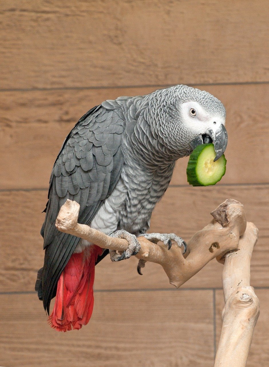 loro gris loro gris