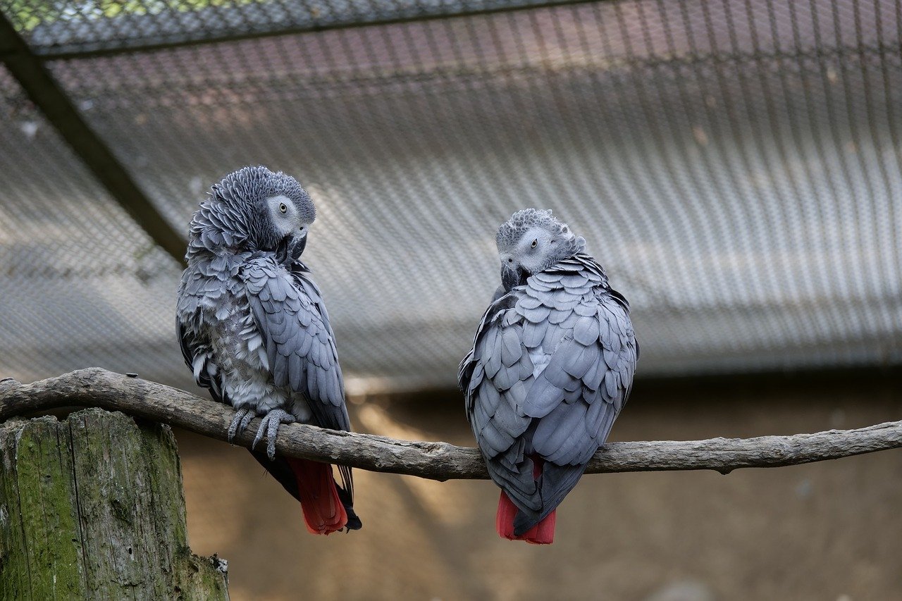Otra pareja de Yacos Otra pareja de Yacos