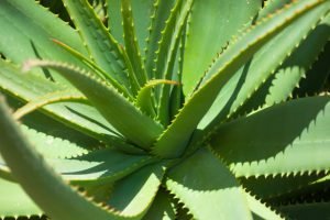 Planta de Sábila