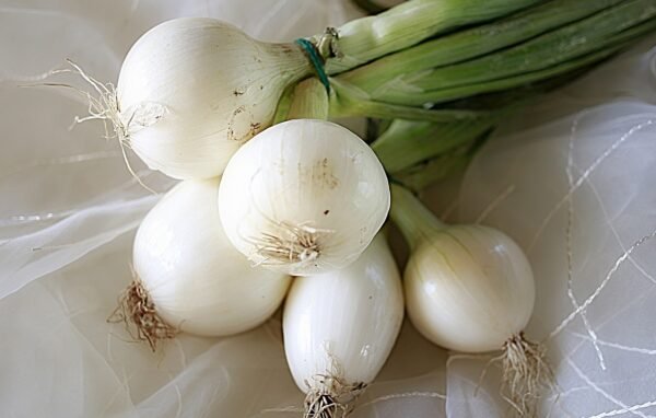 allium cepa cebolla