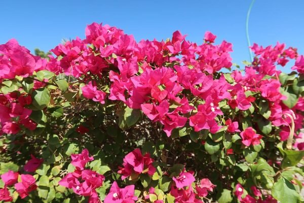 bougainvillea-bugambilia