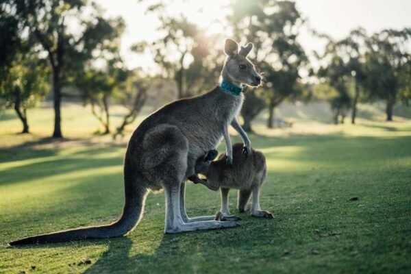 canguro_australia