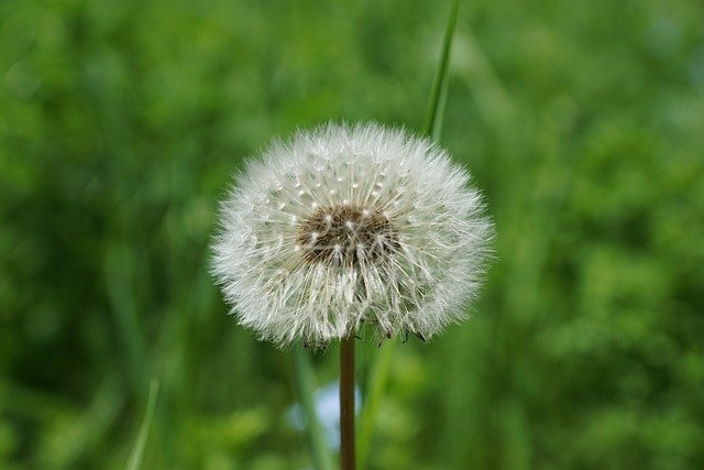 dandelion-diente-de-leon
