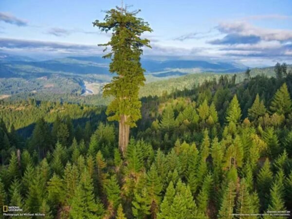 el_arbol_mas_grande_del_mundo_hyperion
