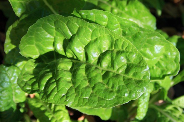 espinaca