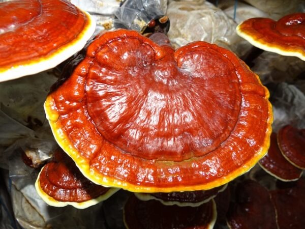 ganoderma-lucidum