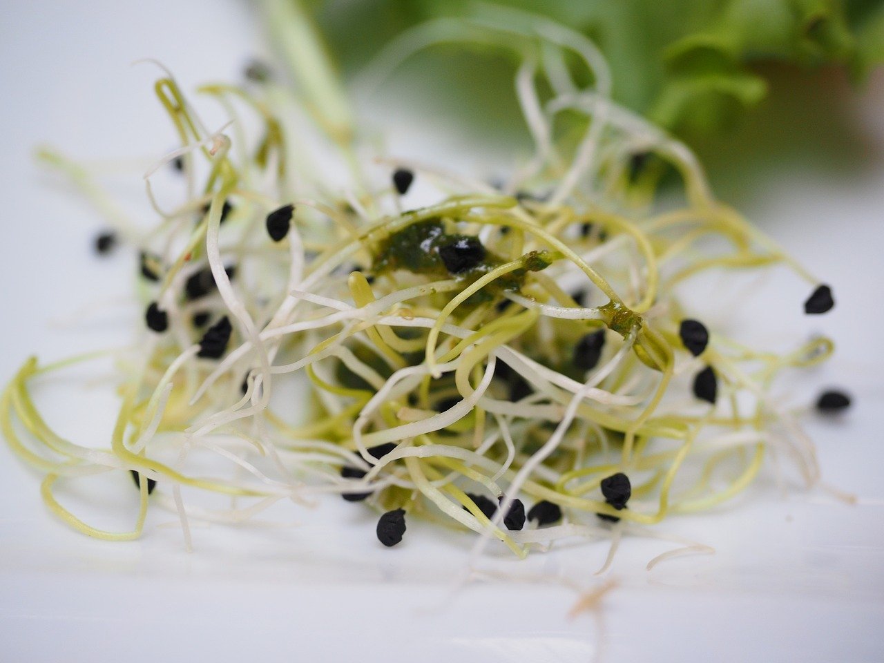germen de alfalfa brotes