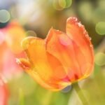 Tulipan, Amor y Pasión y codicia
