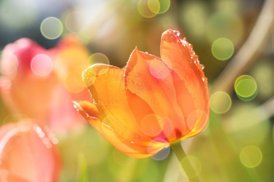 Tulipán: la flor que hizo perder la cabeza a Europa