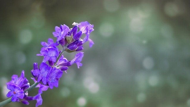 lavanda_hispanidad