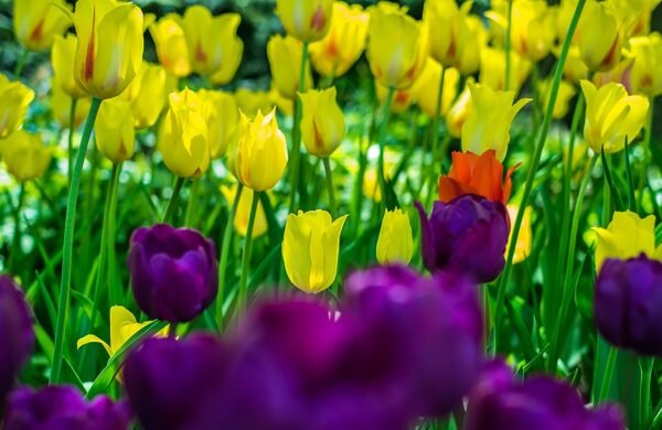 tulipanes