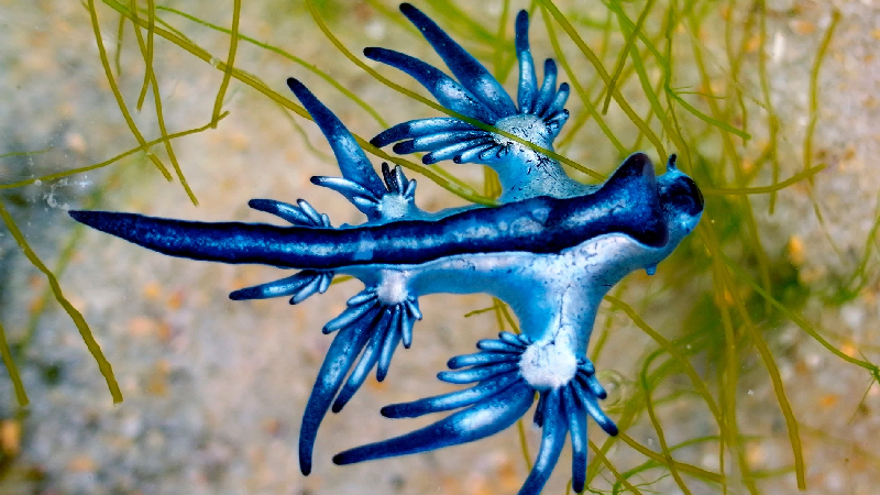Dragón azul, un extraño molusco