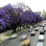 Los jacarandás de la Avenida del Libertador estallan en un violeta tan intenso que parece mentira