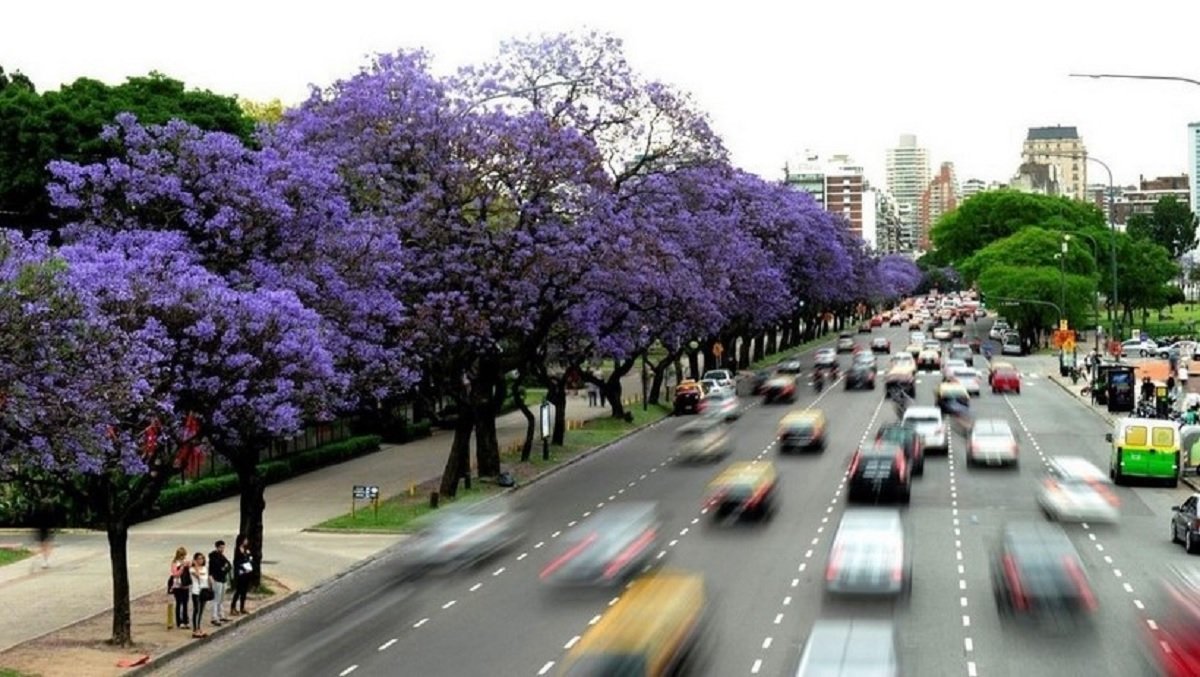 Los jacarandás de la Avenida del Libertador estallan en un violeta tan intenso que parece mentira
