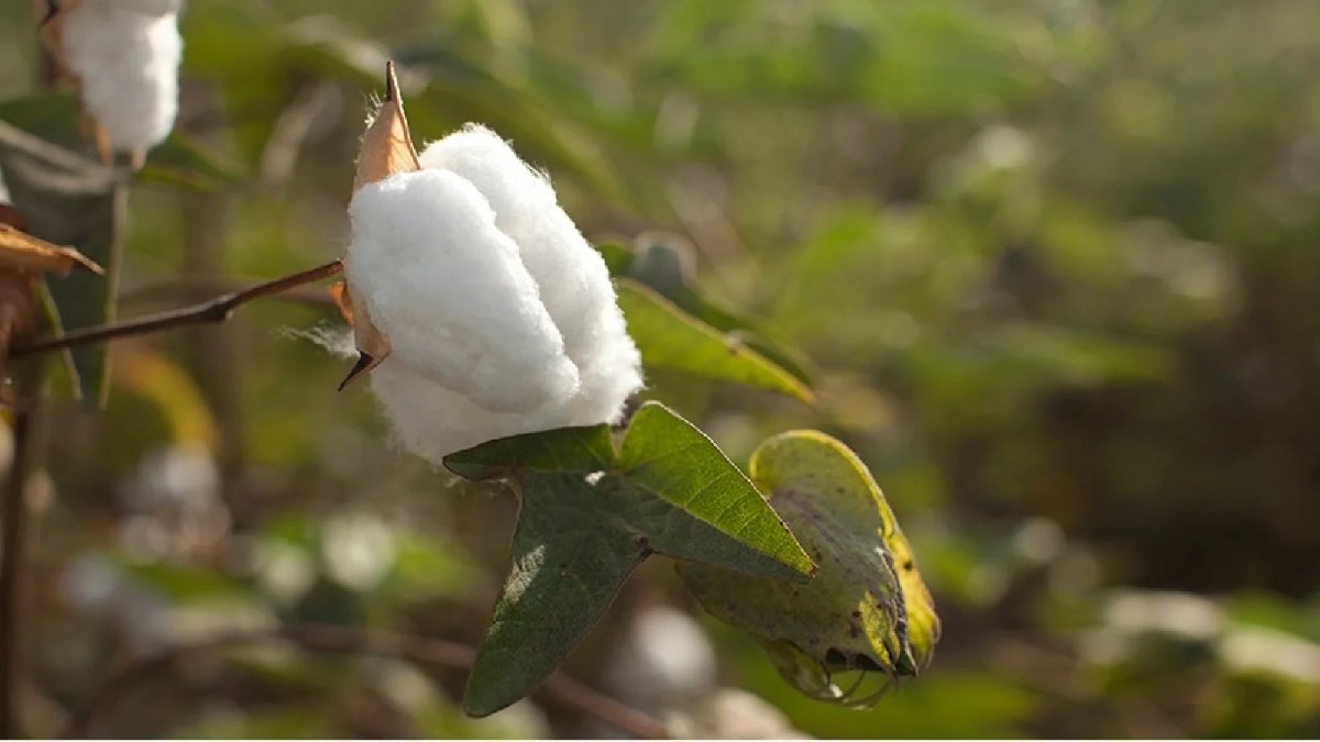 algodón premium pima peruano
